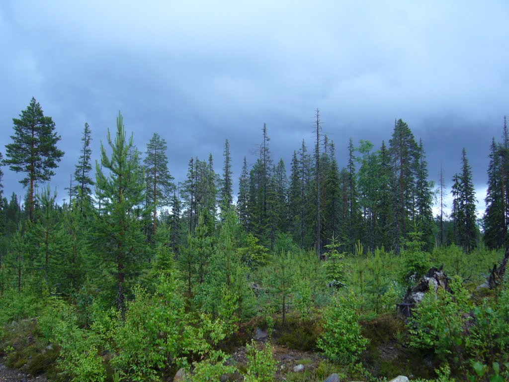 Threat of rain (Suomussalmi, 20080710) by RainoL