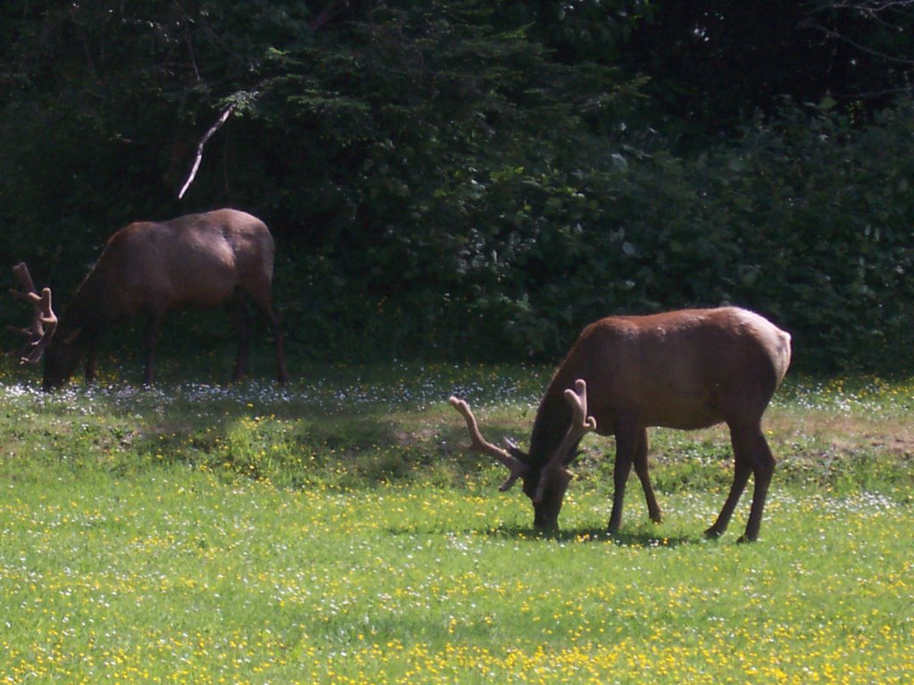 Elk buck by Cham Green