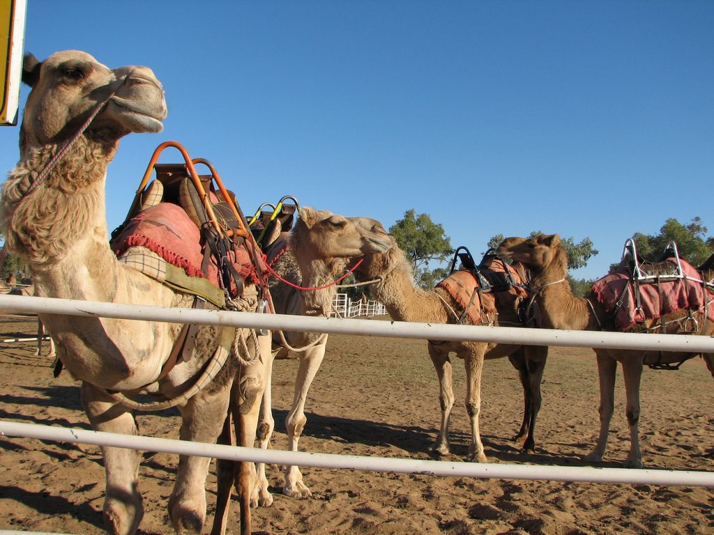 Handsome Camels by Bionic Woman