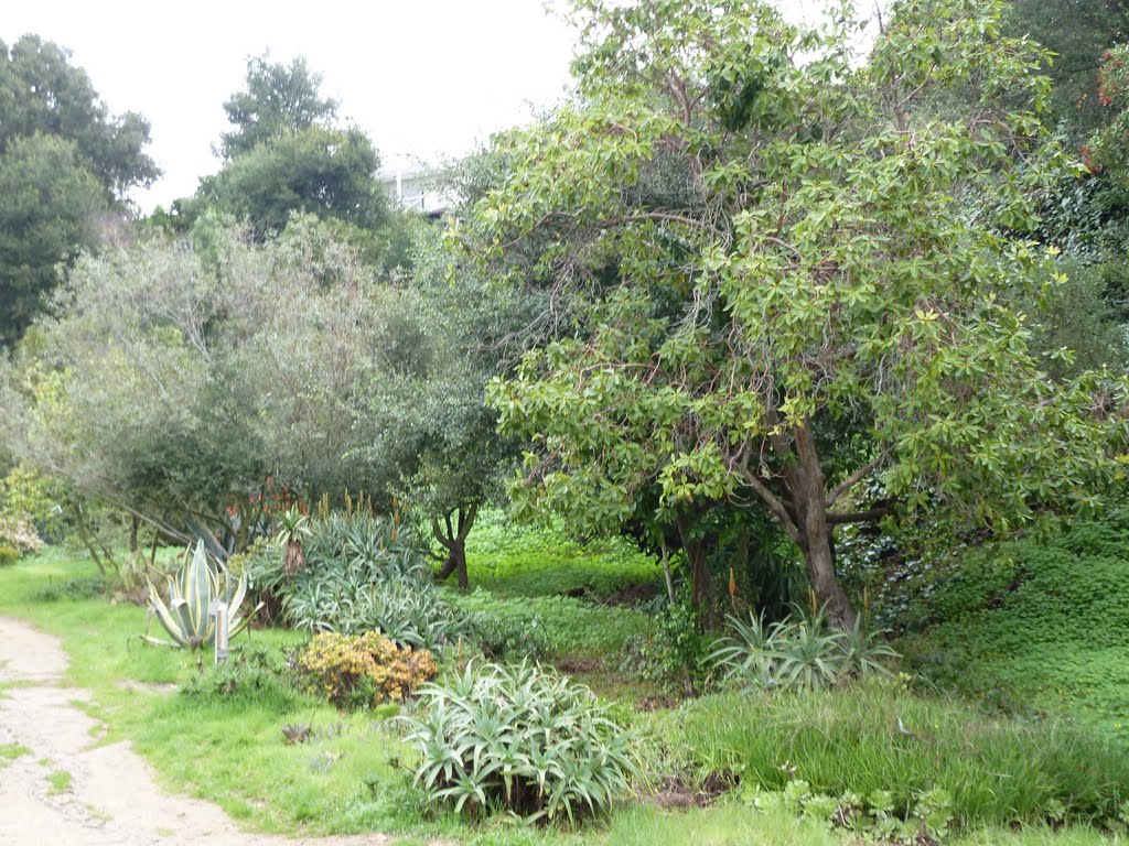 Temescal Canyon Park - December 25, 2010 by Alan Fogelquist