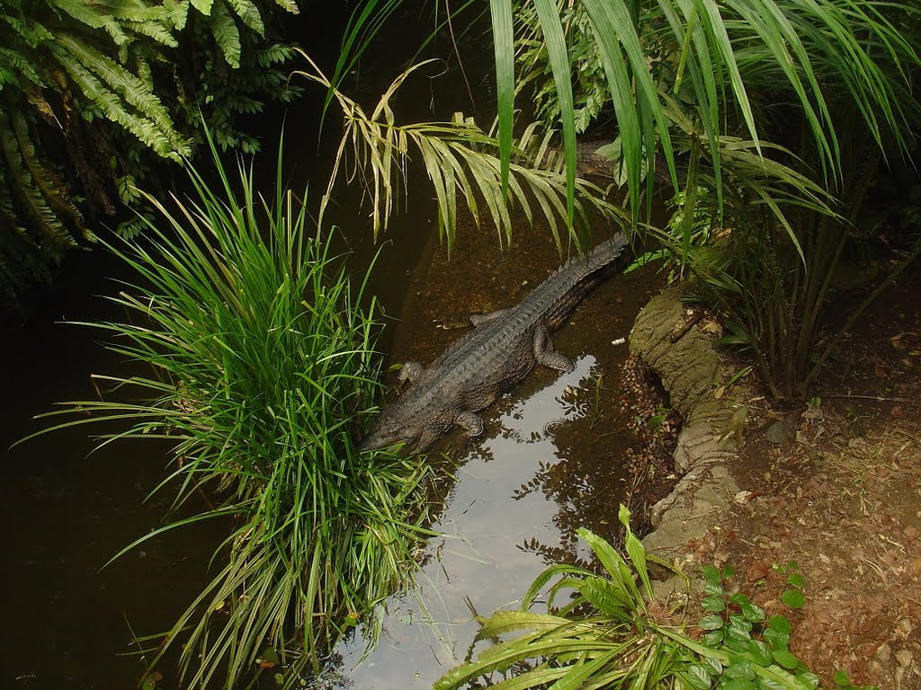 Singapore Zoo by Paul HART