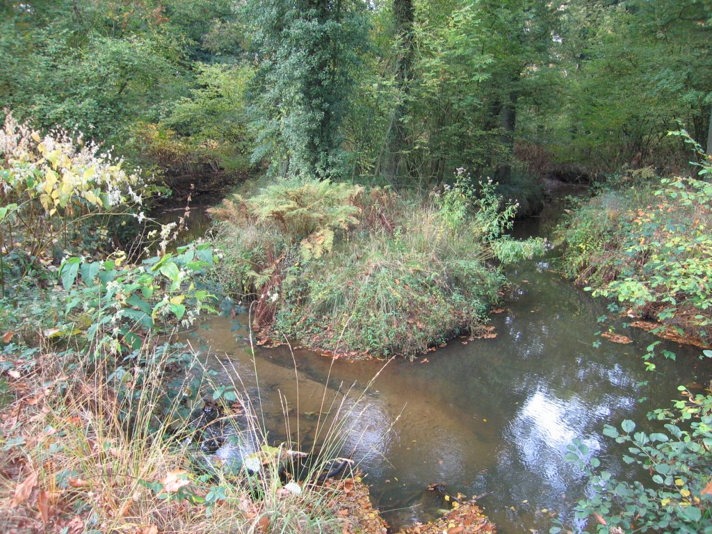 Reuselstream at Herdgang woods by Ecopixrs