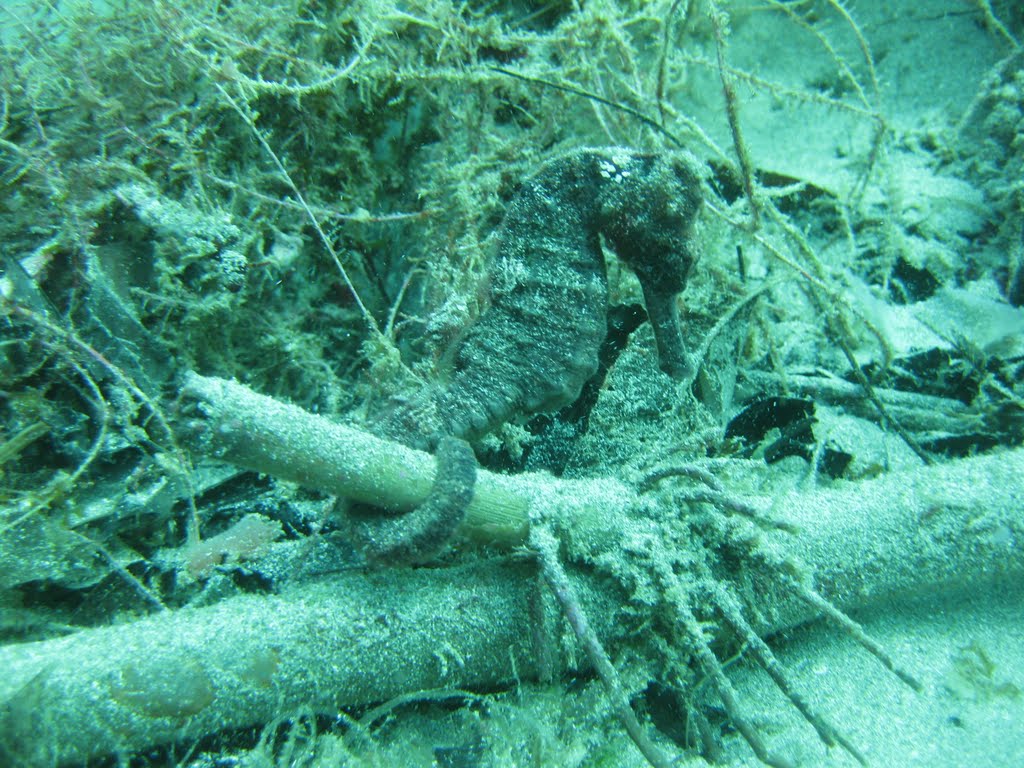 Chupistrakus diving team, playa crash boat aguadilla, CABALLO DE MAR ADULTO; PEPECLASSEN by pepeclassen