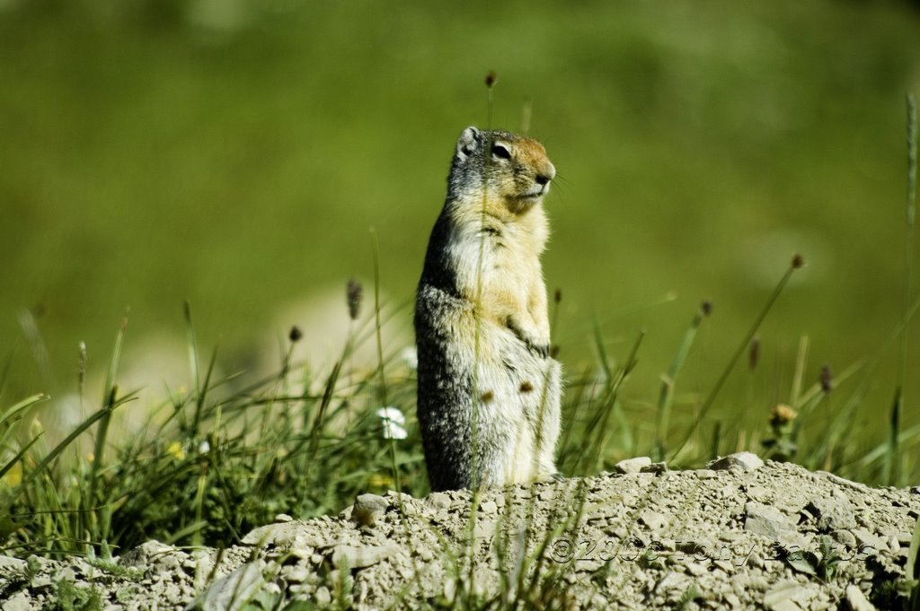 Ground Squirell Logan Pass GNP by tbarros