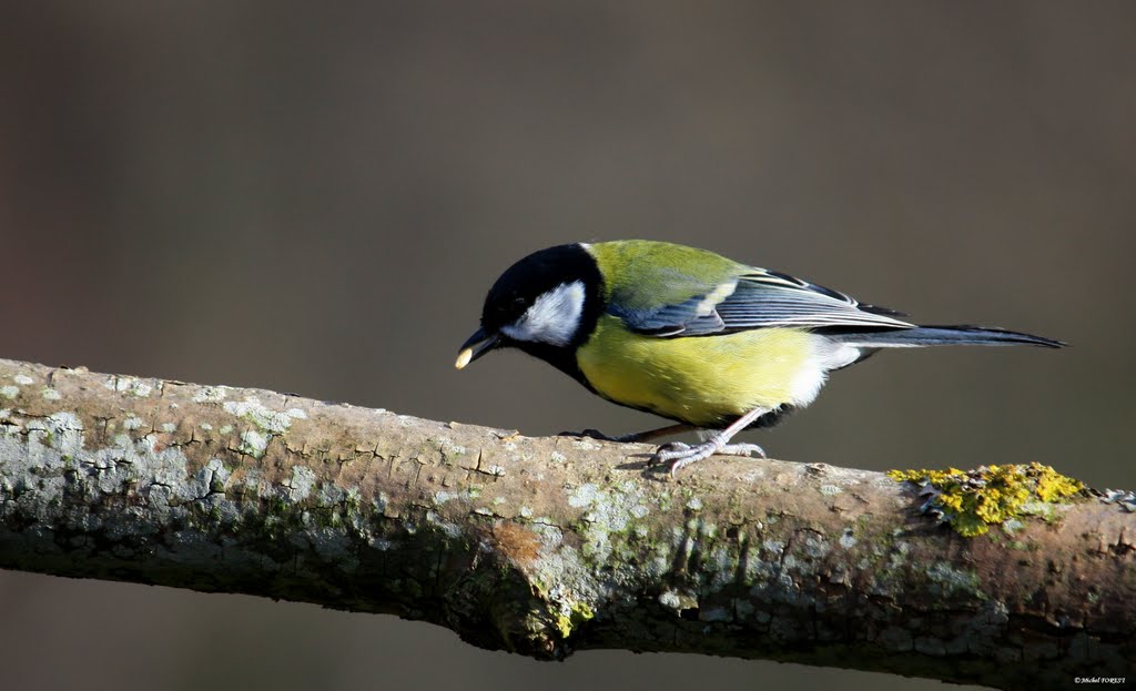 Mésange charbonnière - Parus major - Great Tit by Michel FOREST