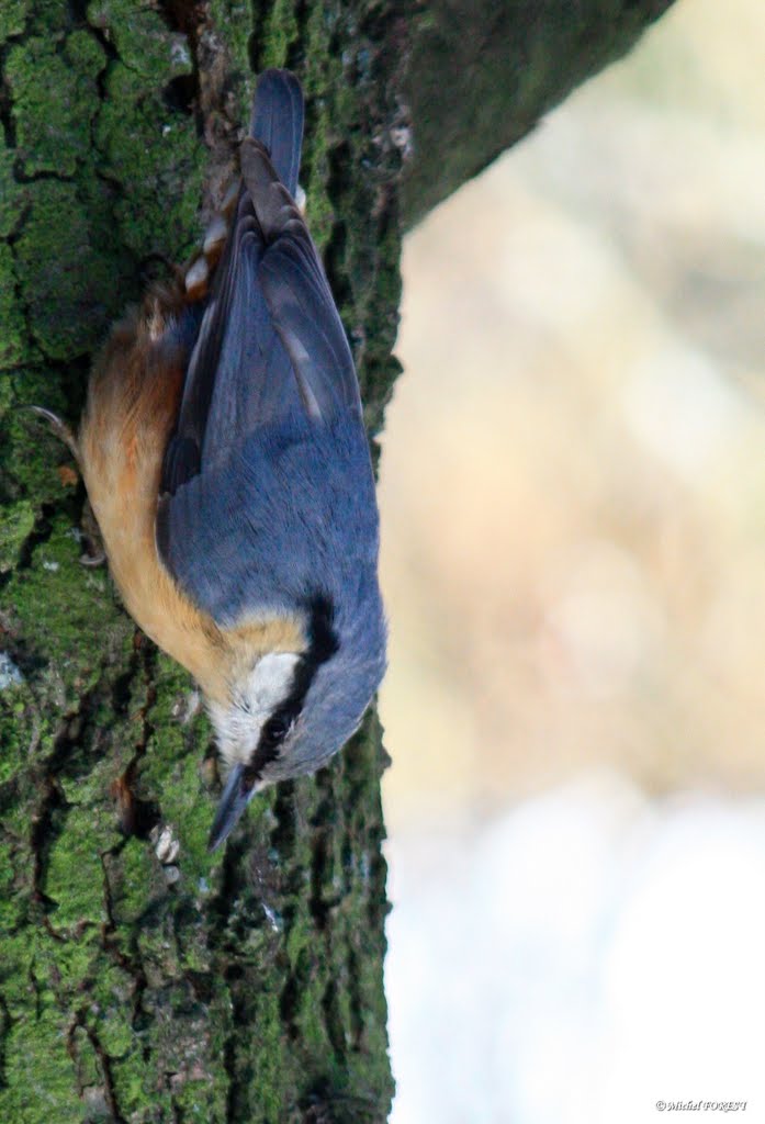 Sitelle torchepot - Sitta europaea - Eurasian Nuthatch by Michel FOREST