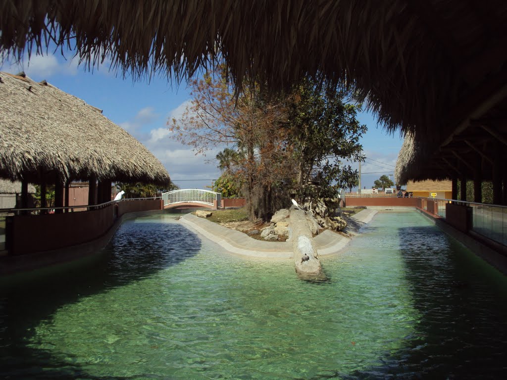 Miccosukee Indian Village-Alligator demonstrations & pool by JMLRUSB