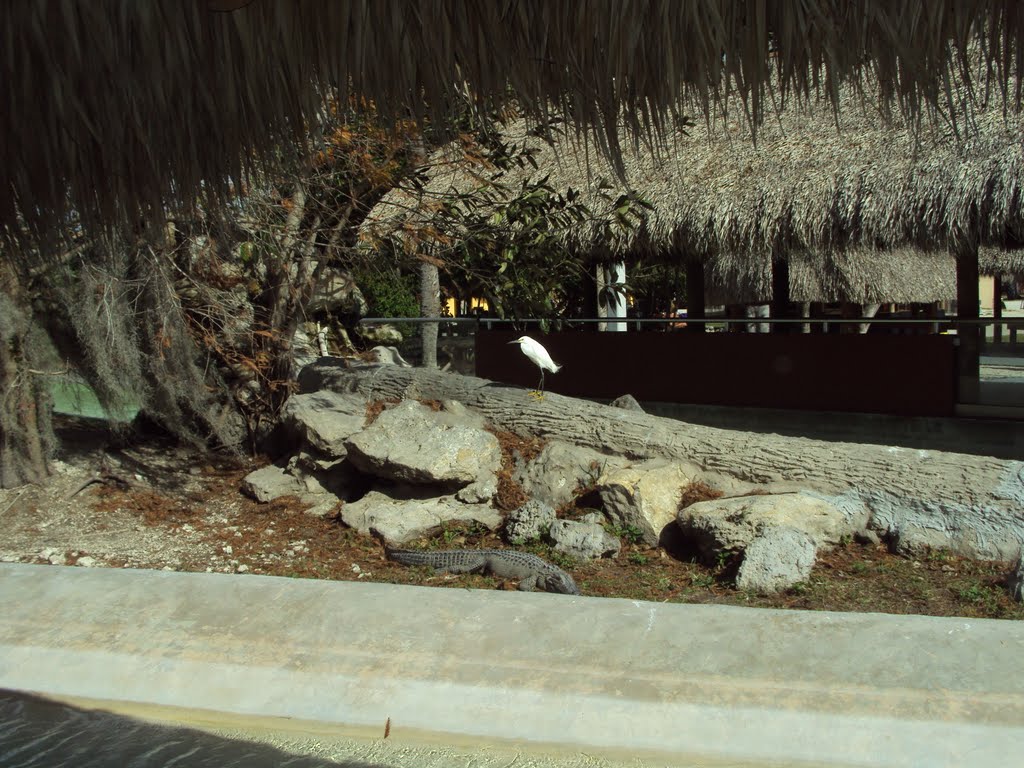 Miccosukee Indian Village.Bird & Alligator by JMLRUSB