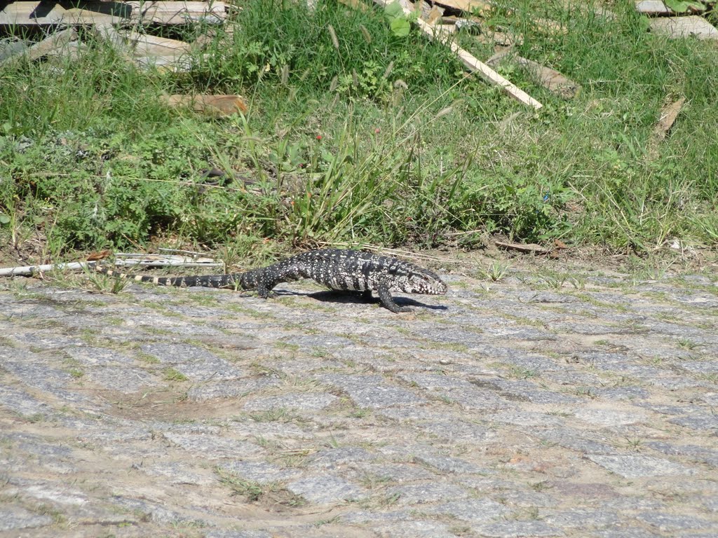 Lagarto passeando by CaioFelix