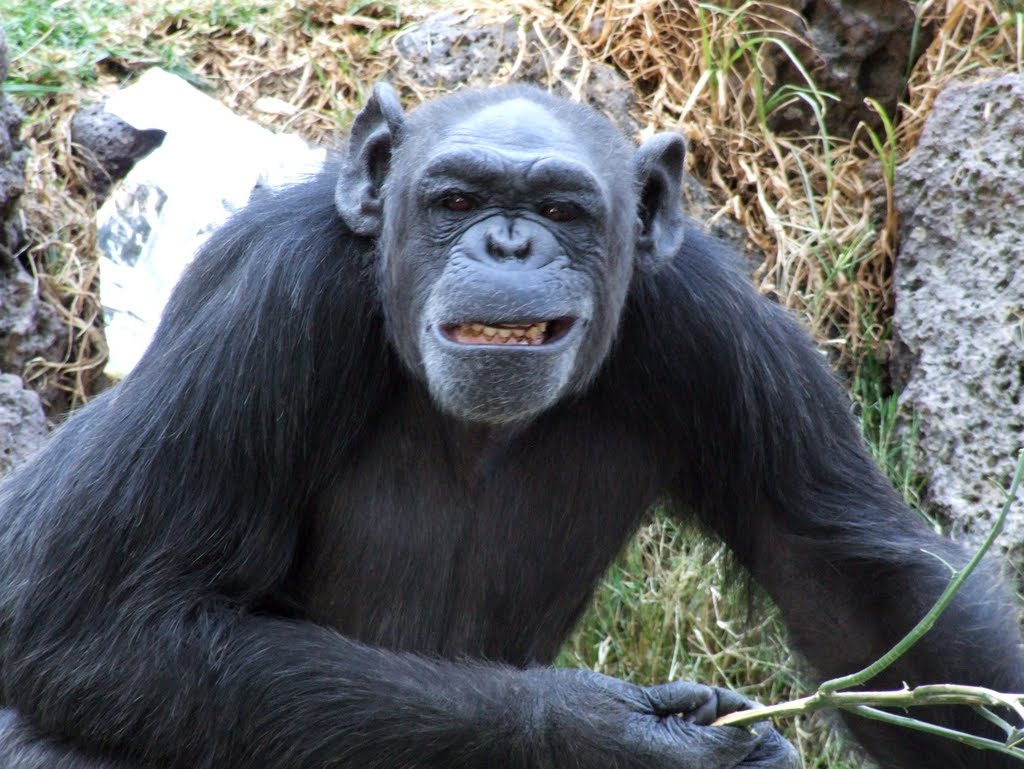 Chimpancé Sonriendo Parque Zoológico de León by ▓ ☻ galloelprimo ☻ ▓