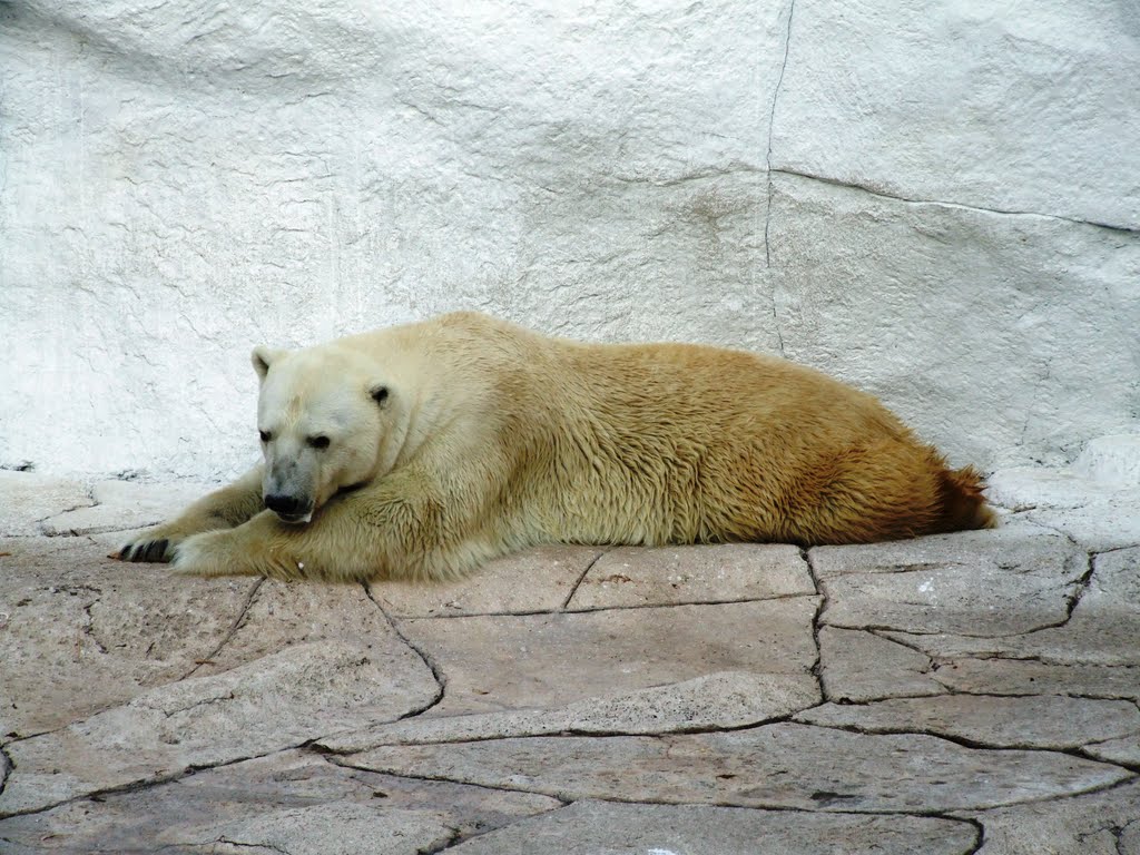 Oso Polar Parque Zoológico de León by ▓ ☻ galloelprimo ☻ ▓