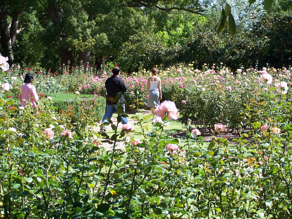 Rose garden of Vergelegen by kc7rqq