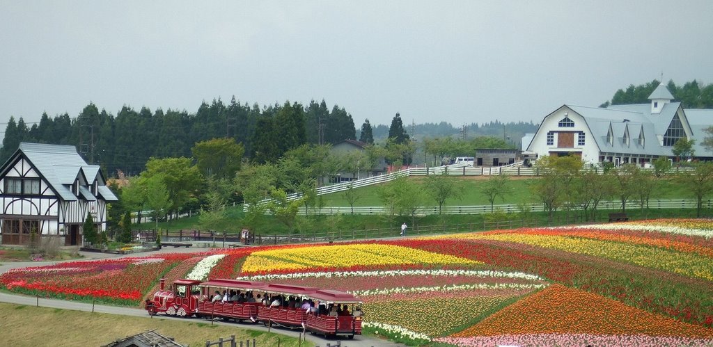 Bokka no sato (牧歌の里): Carpet of flower by Han-chan