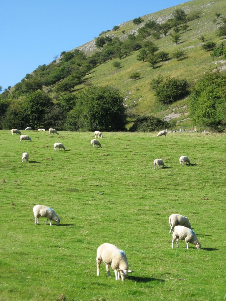 Sheep with blue markers by joelryanmiller