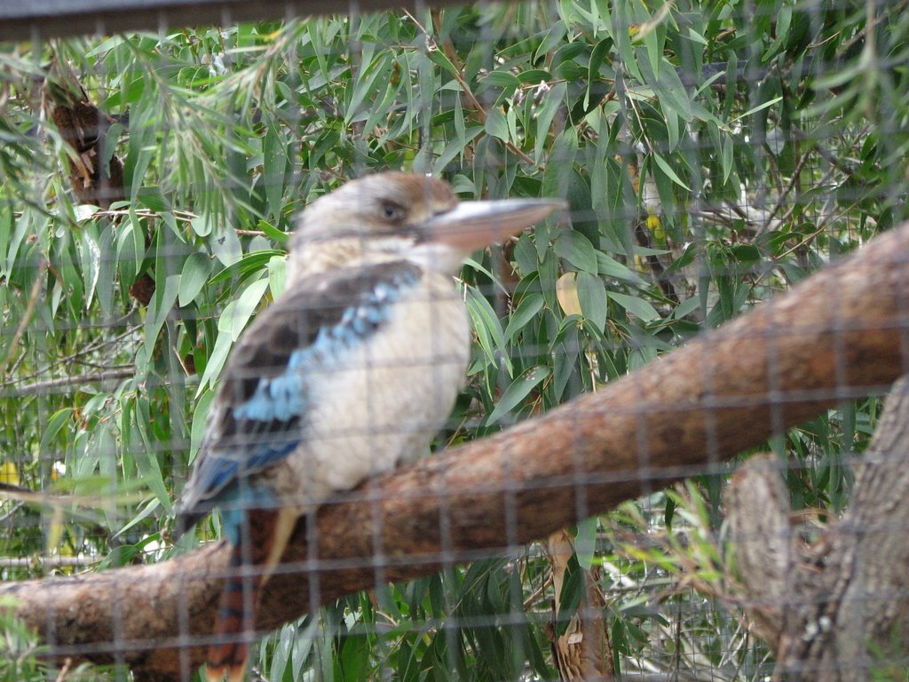 Kookaburra, Lone Pine Sanctuary by mountainman