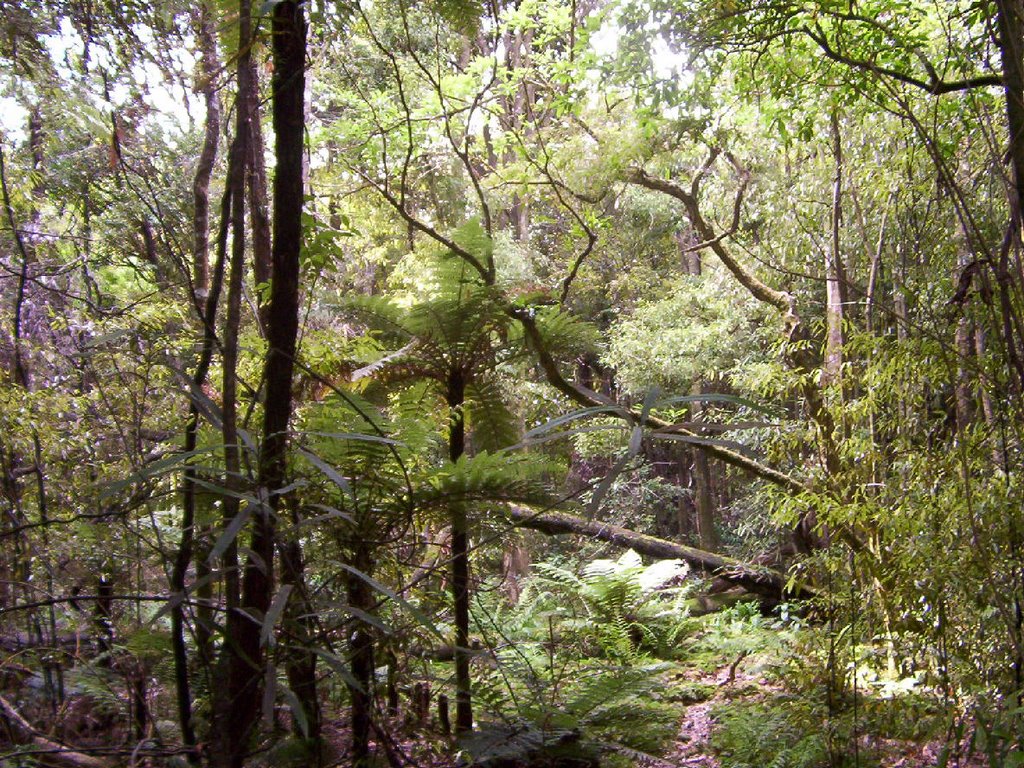 Bush, Tunnel Gully by mountainman