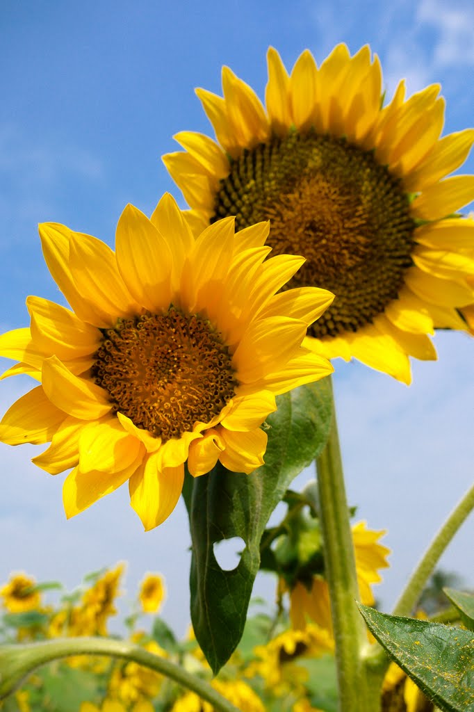 2010 橋頭花海 - 五林國小 - 向日葵 Qiaotou Hanada - WuLin Elementary School - Sunflower (LX3) by Hollis chen