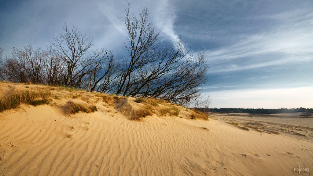 Tree Hill by Hans de Brouwer