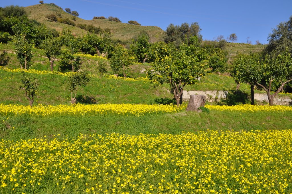 27-12-2010, Prato Fiorito a Calatabiano, Sicilia. by Nicola e Pina in Sicilia