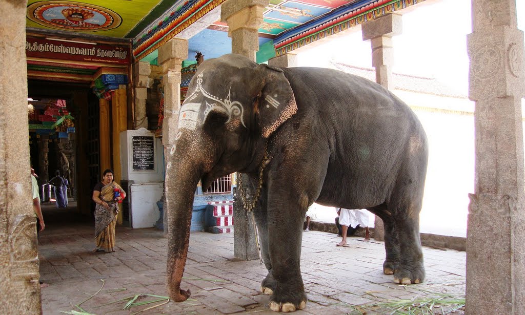 DSC07999 கோயில் யானை Temple Elephant by dhanasekaran muthu