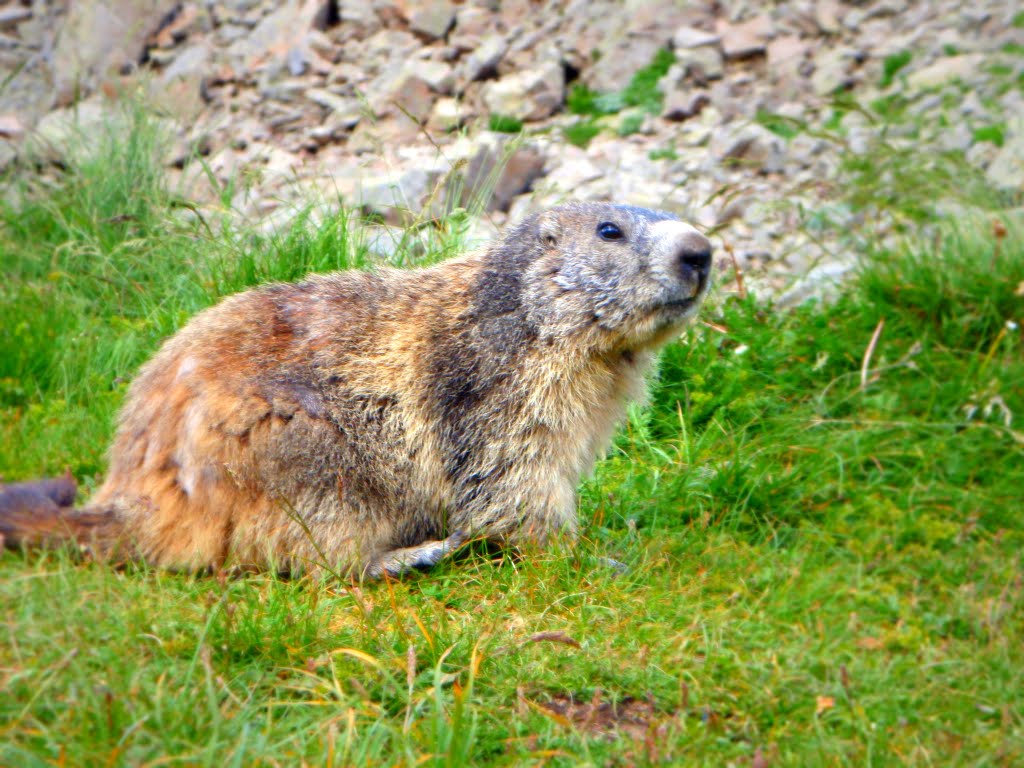 Marmotte du Lauzanier by _Boris_