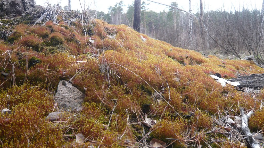 Spring, flowering moss by Katrus