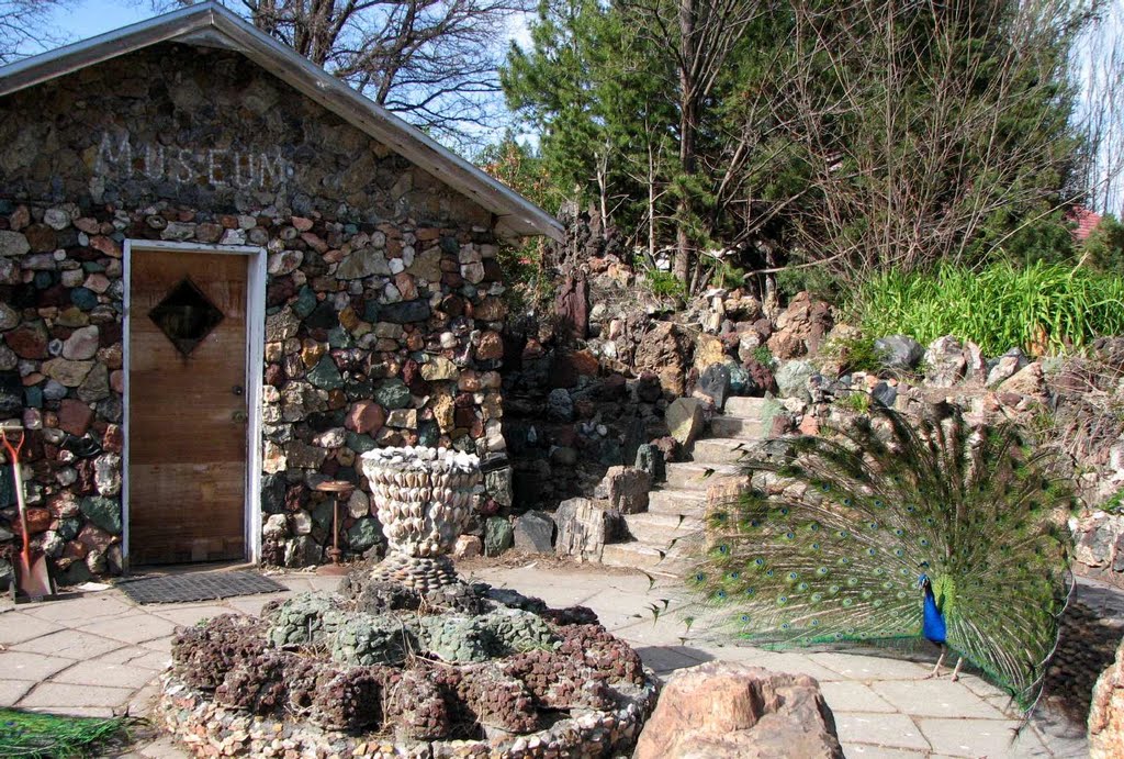 A peacock in full plummage at Petersens Rock Garden by Bend Overall Guidebo…