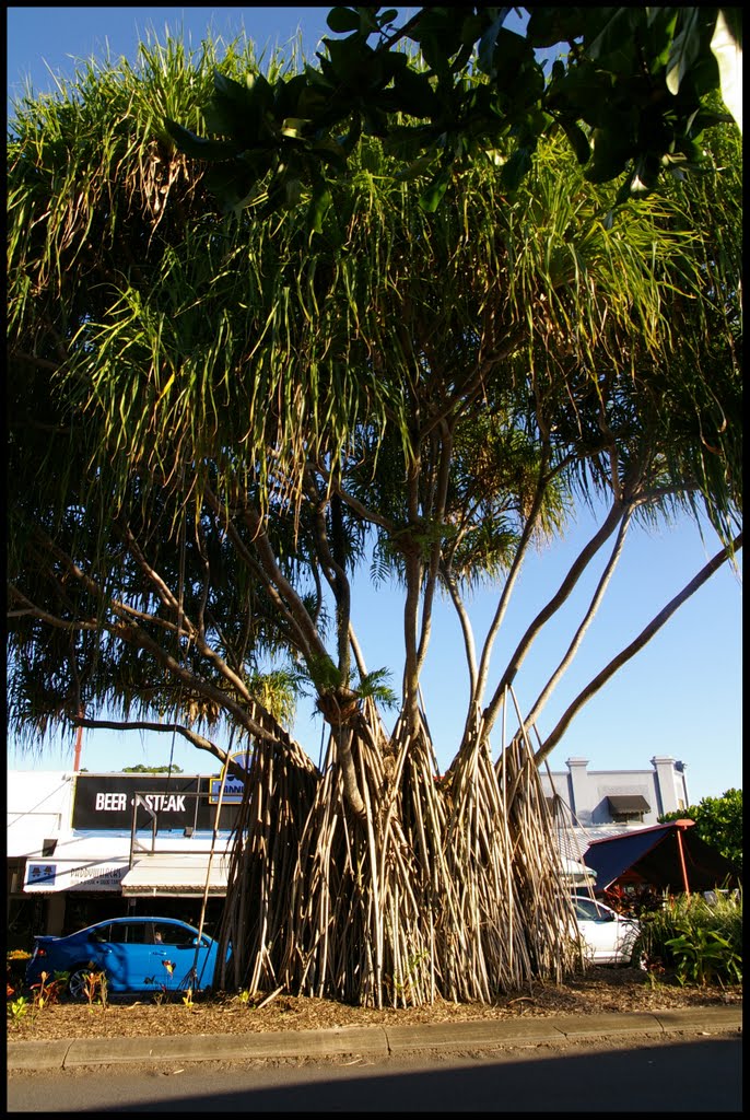 Fig tree by Romain11