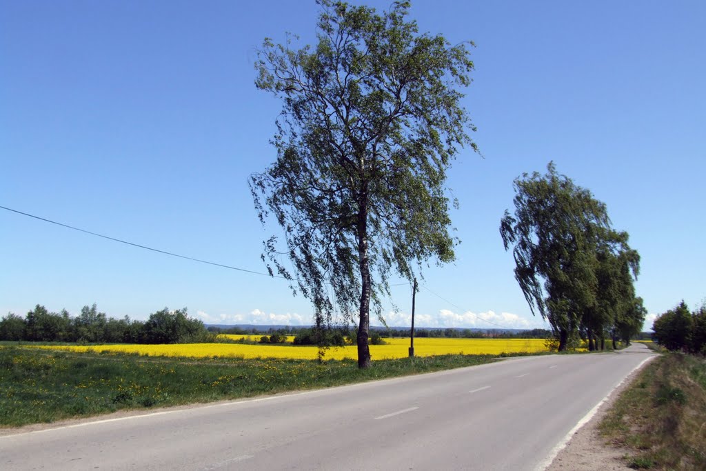 Gmina Nowy Dwór Gdański, Poland by Szarak