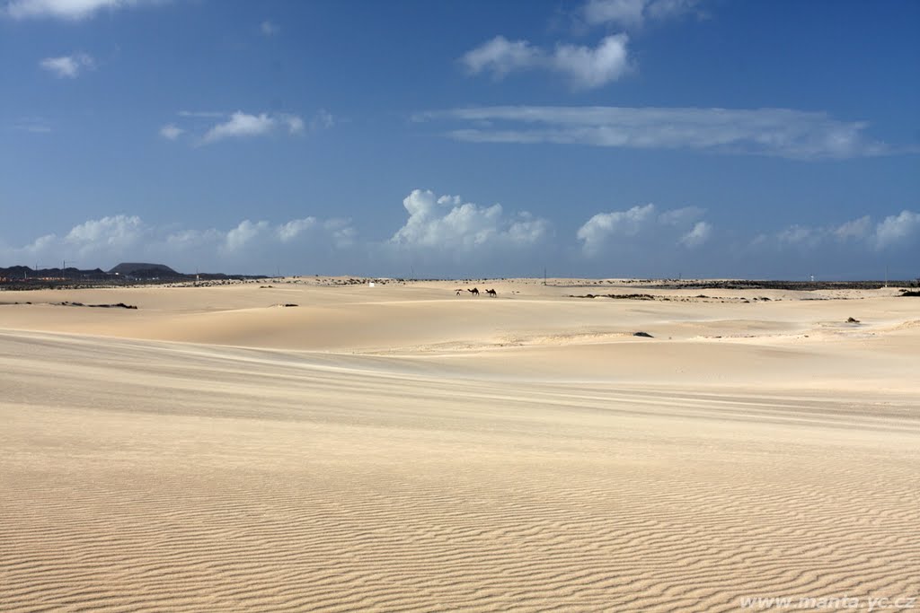 Fuerteventura - Parque Natural de Corralejo by ancistrus