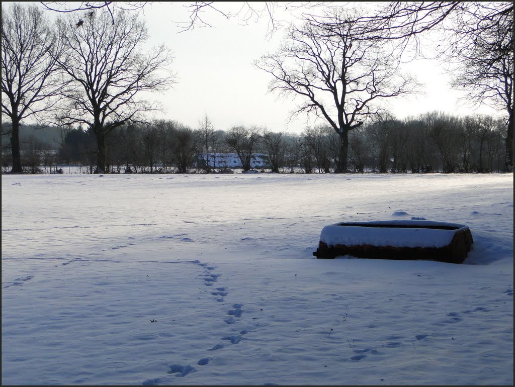 Weide an der Westerlohtwiete in der Feldmark, Dezember 2010 by Dan-Fan