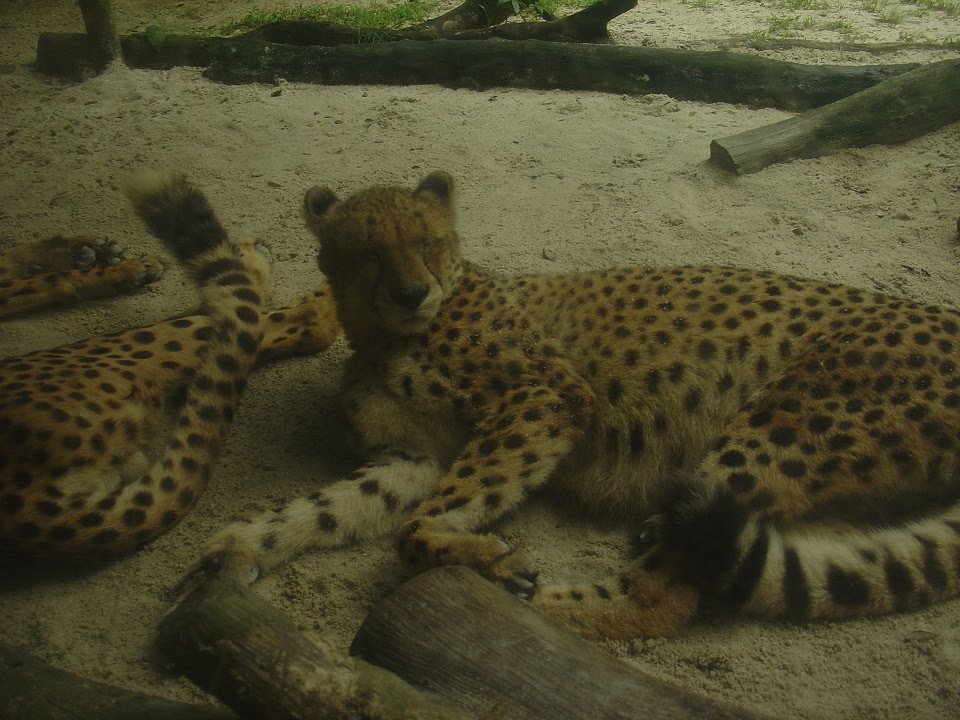 Singapore ZOO by Paul HART