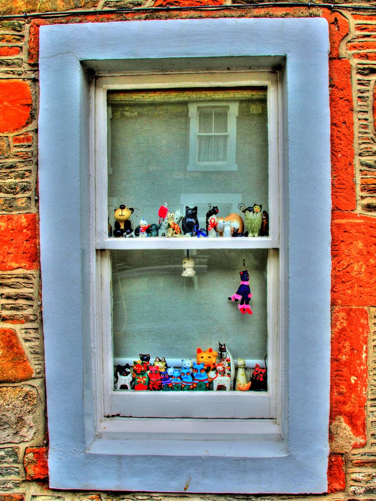 Cats in the window by Kevin Dignam