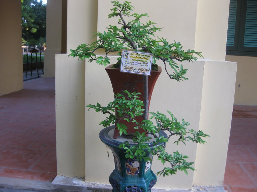 Cây du (bonsai) by Đăng Định