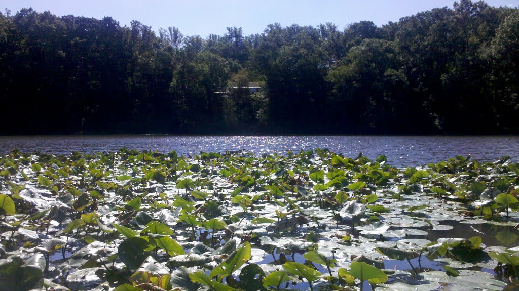 Millwood Pond - Looking East by erikallenking