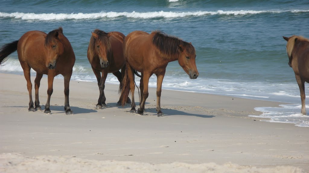 Wild Horses by Paetrick