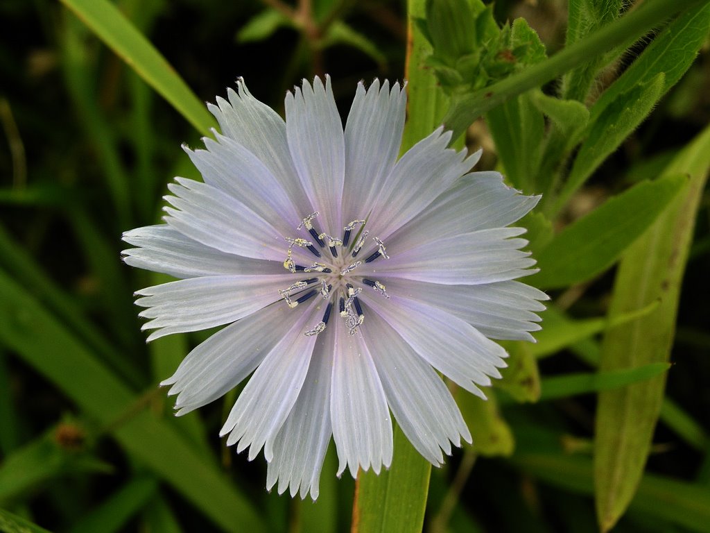 Flor by Javier Díez