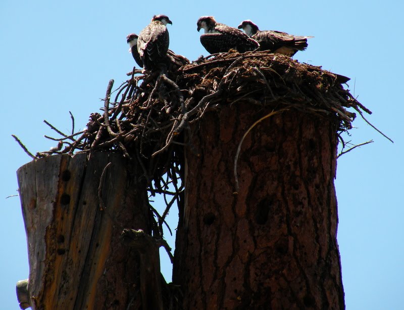 CROWDED NEST by RINKER