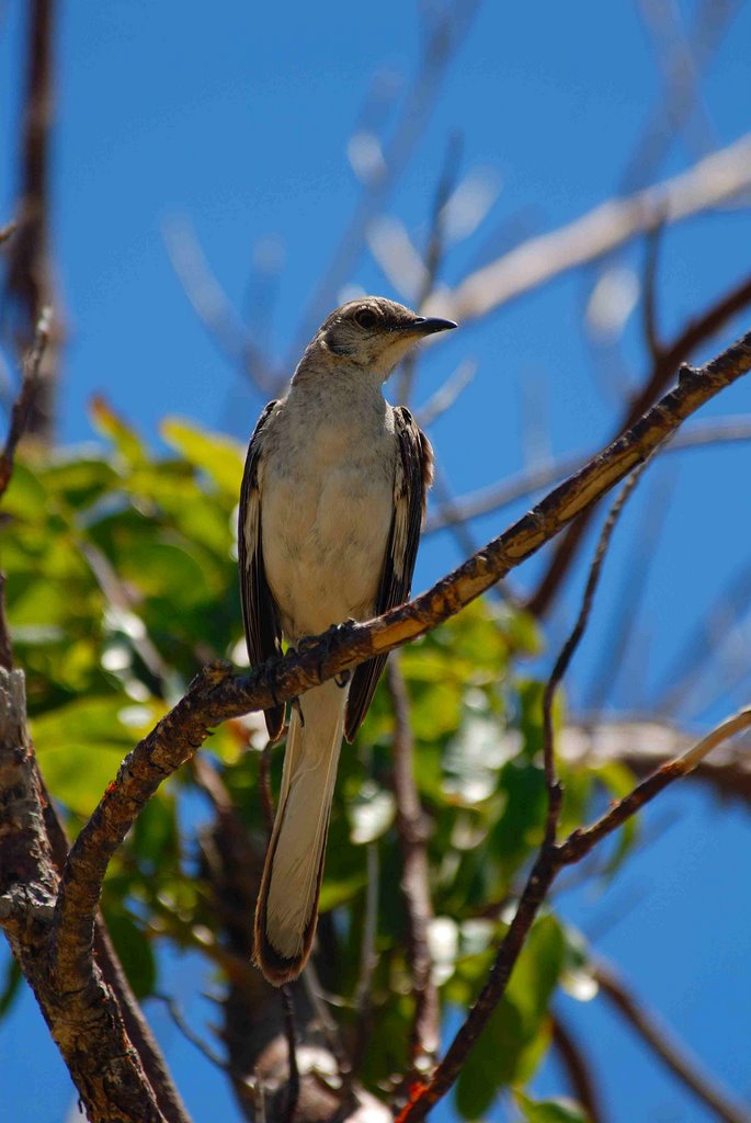 Bird by peligro007