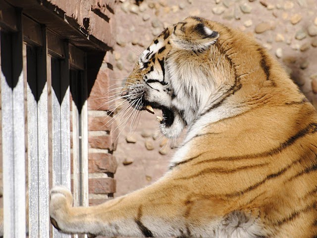 Tiger at Denver Zoo by ronhayesphotography