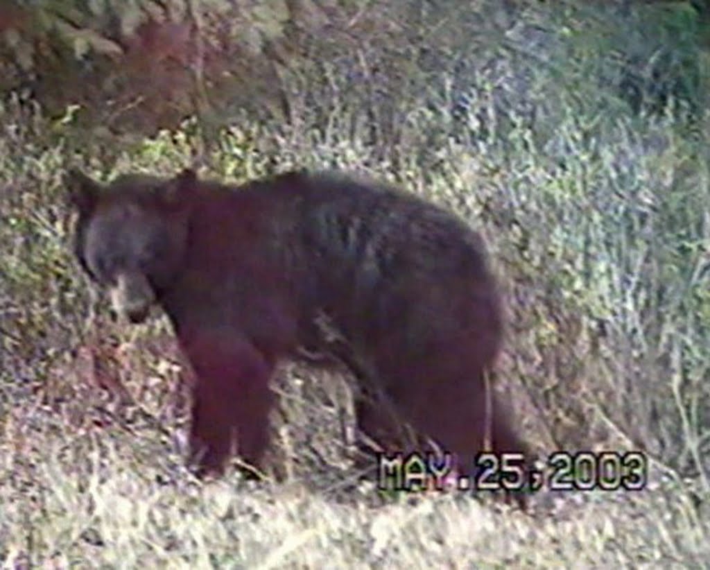 A Black Bear On The Maligne Lake Road In Jasper National Park May '03 by David Cure-Hryciuk