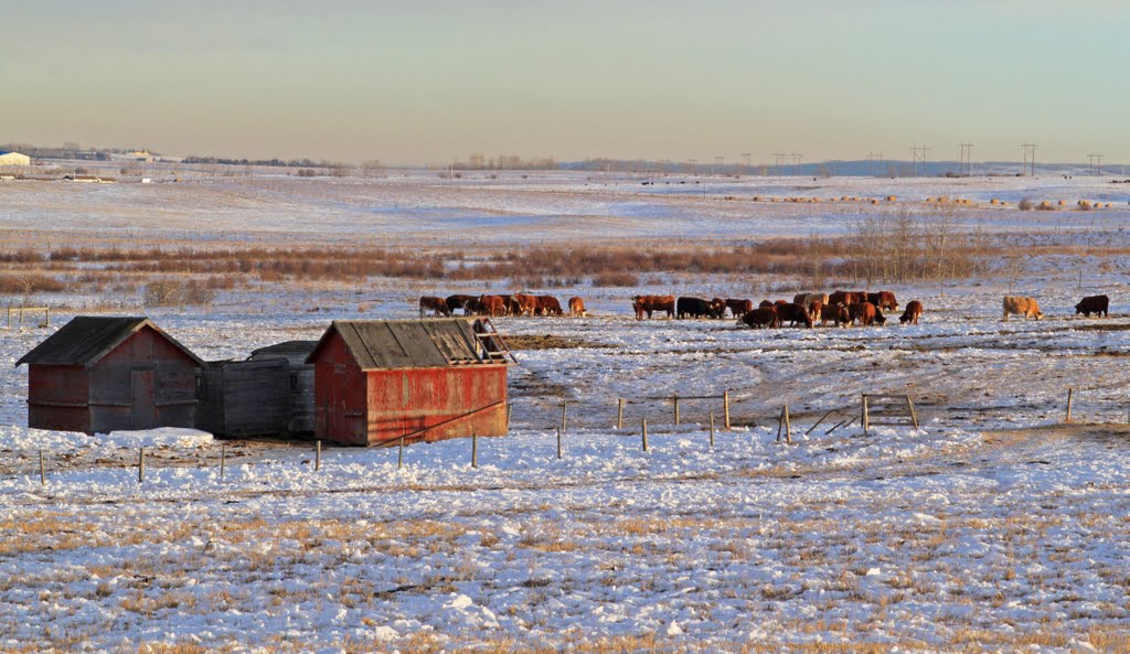 Cattle Country by CapnLance