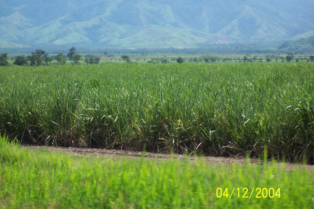 Young Sugar Cane Growing along side of MADANG / LAE Highway in Ramu Valley near GUSAP Airstrip, Eastern Highlands Province, Png, by Peter John Tate