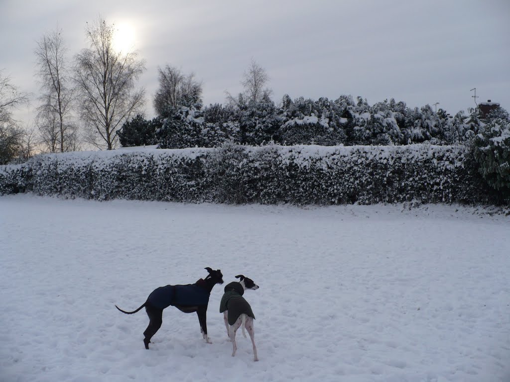 Whippets in the snow by Bill Siviter