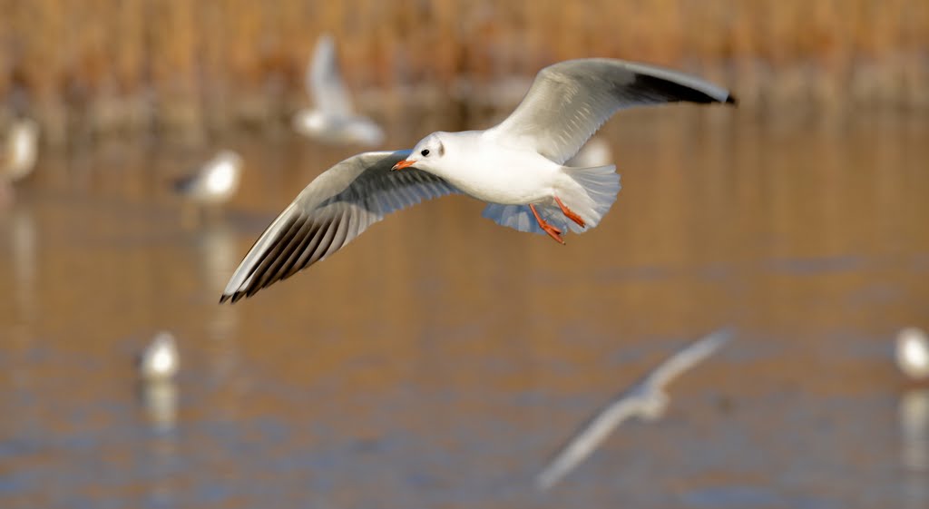 Flying seagull by pescheli