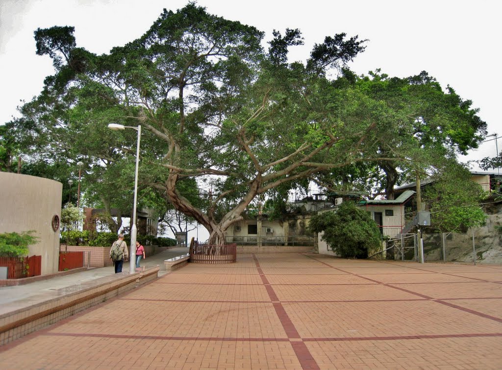 Lei Yue Mun recreation ground 鯉魚門榕樹頭空地 by Peter F C Mok