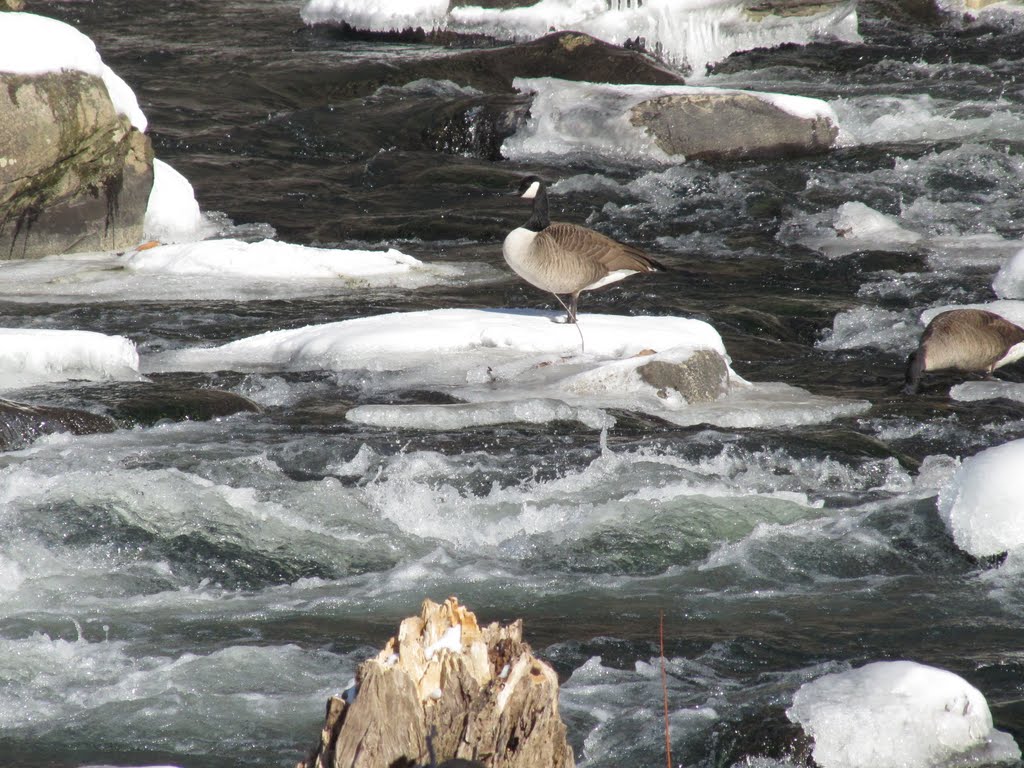 Canadian Geese in Brandywine River Rapids by Chris Sanfino