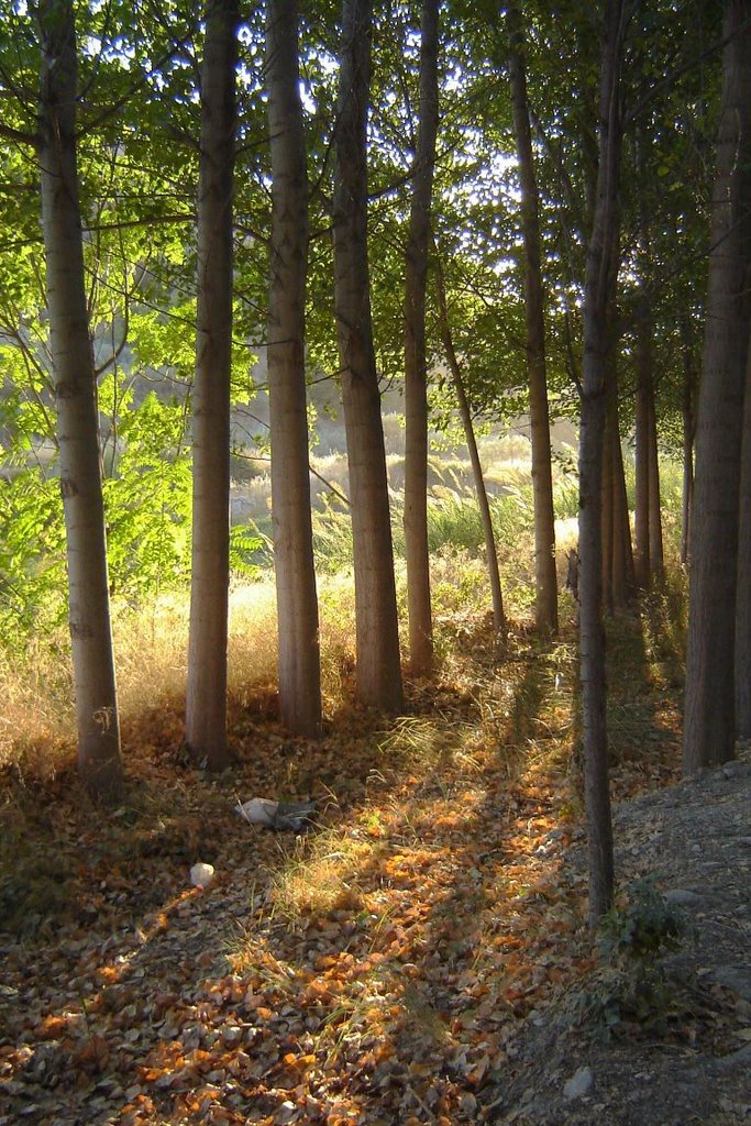 Bosque en Paseo fuente de la Bicha by Dorkita&O