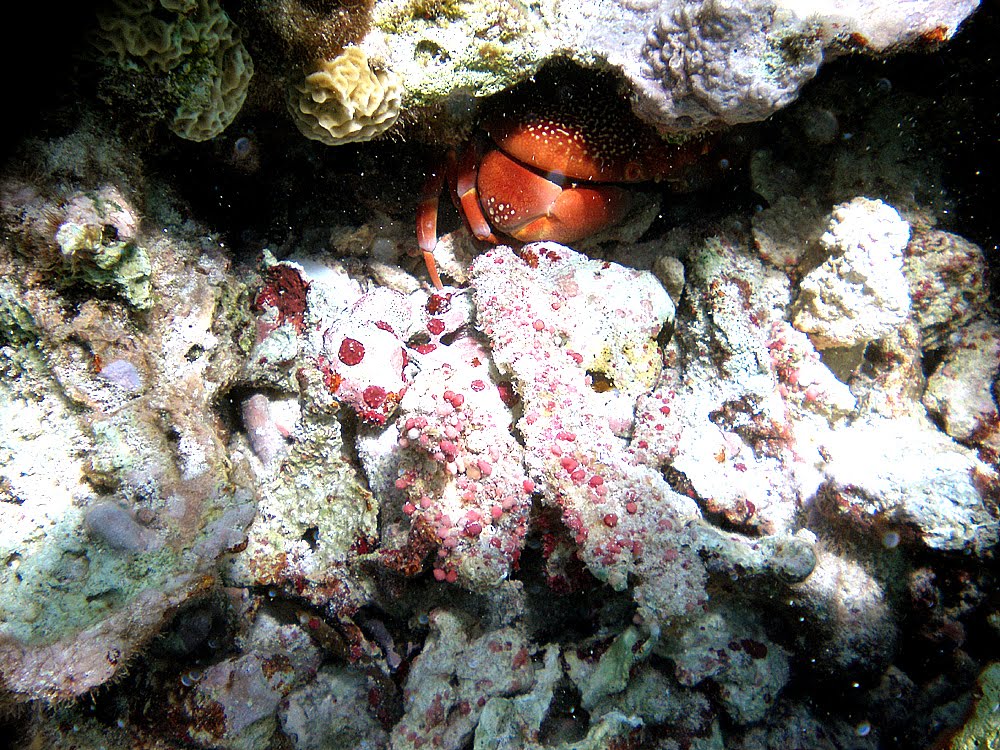 Xcacel, Riviera Maya, México. by Antonio Cristerna