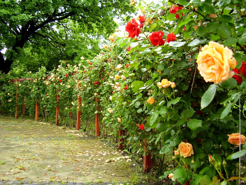 Szerencs, castlegarden, rose arbour by Marianna Kazsik